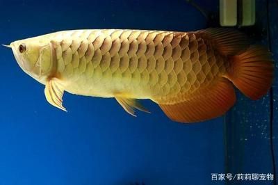 高背金龍魚怎么上金質（高背金龍魚怎么養金龍魚高背金龍魚怎么養金色好）