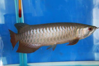 高背金龍魚怎么上金質（高背金龍魚怎么養金龍魚高背金龍魚怎么養金色好）