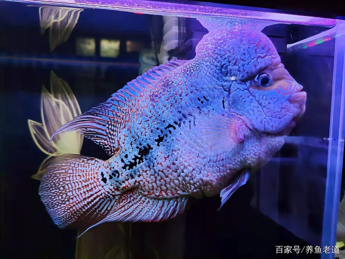 遵化市開水族店怎么樣？加盟祥龍魚場賣龍魚市場怎樣？