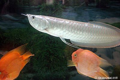 銀龍魚圖解（銀龍魚的主要圖解）