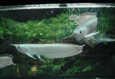 銀龍魚圖解（銀龍魚的主要圖解）