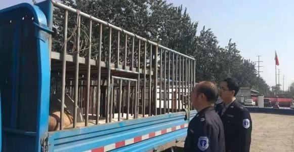 如何給龍魚檢疫疫苗：如何給龍魚進行檢疫疫苗接種