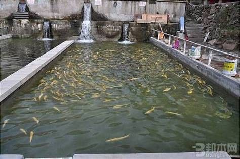 六盤水開水族店怎么樣？加盟祥龍魚場賣龍魚市場怎樣？