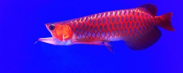 龍魚鱗片有紅色血片：龍魚鱗片上出現(xiàn)紅色血片怎么辦