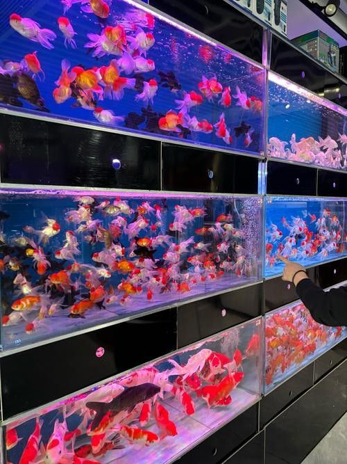 赫章開水族店怎么樣？加盟祥龍魚場賣龍魚市場怎樣？