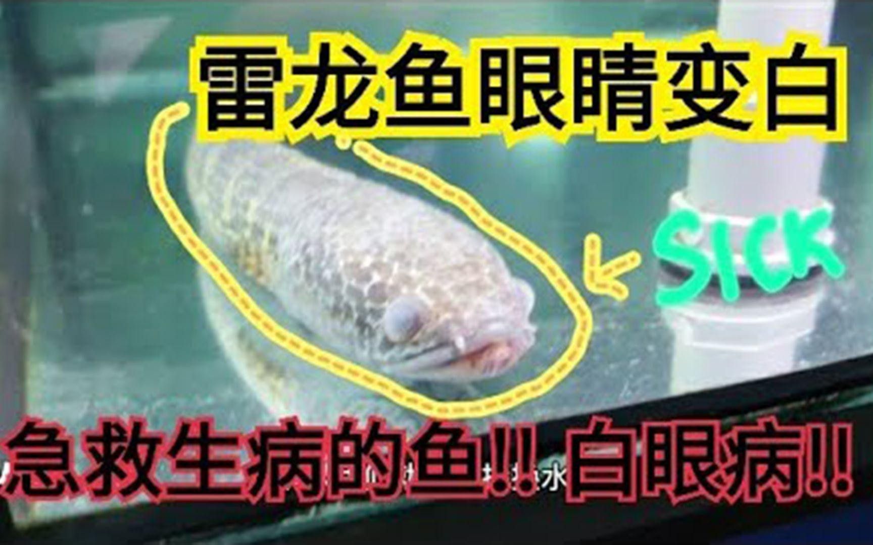 如何預防雷龍魚蒙眼?。?></span><h3><a href=