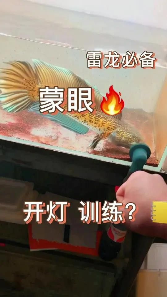 如何預防雷龍魚蒙眼??？