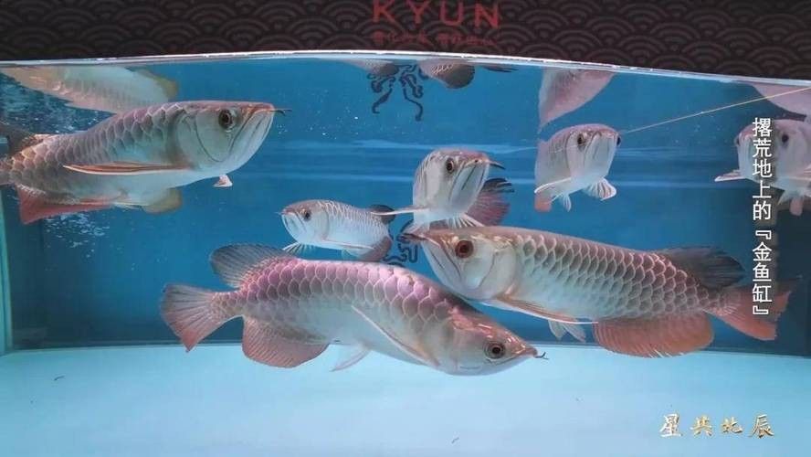 貢覺開水族店怎么樣？加盟祥龍魚場賣龍魚市場怎樣？