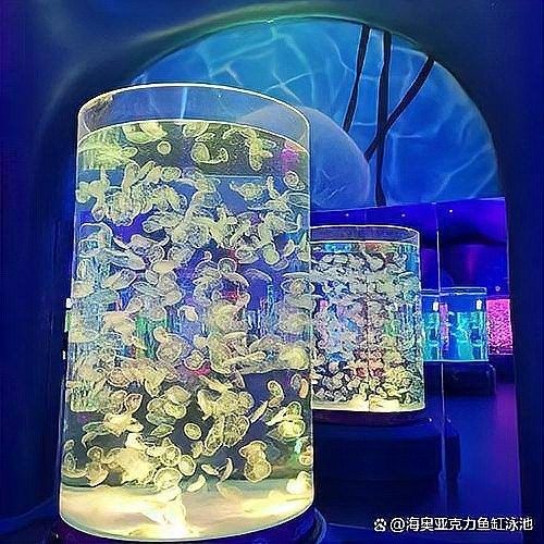 博州開水族店怎么樣？加盟祥龍魚場賣龍魚市場怎樣？