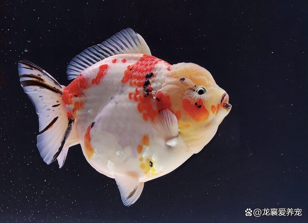 拉薩開水族店怎么樣？加盟祥龍魚場賣龍魚市場怎樣？ 拉薩開水族店怎么樣？加盟祥龍魚場賣龍魚市場怎樣？ 水族館百科（水族館加盟） 第7張