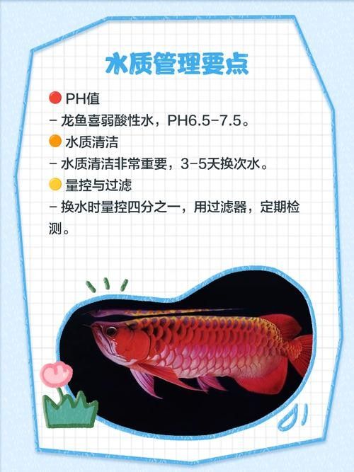 拉薩開水族店怎么樣？加盟祥龍魚場賣龍魚市場怎樣？ 拉薩開水族店怎么樣？加盟祥龍魚場賣龍魚市場怎樣？ 水族館百科（水族館加盟） 第6張