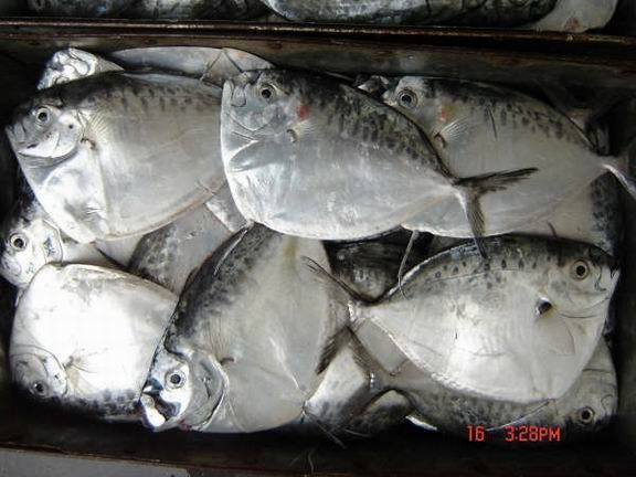 白子關刀魚活餌選擇指南，關于白子關刀魚活餌選擇的指南
