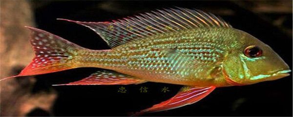 白子關刀魚活餌選擇指南，關于白子關刀魚活餌選擇的指南