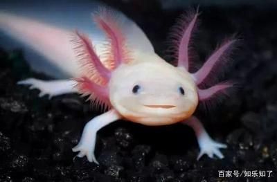 六角恐龍魚學名（六角恐龍魚的學名是ambystomamexicanum）
