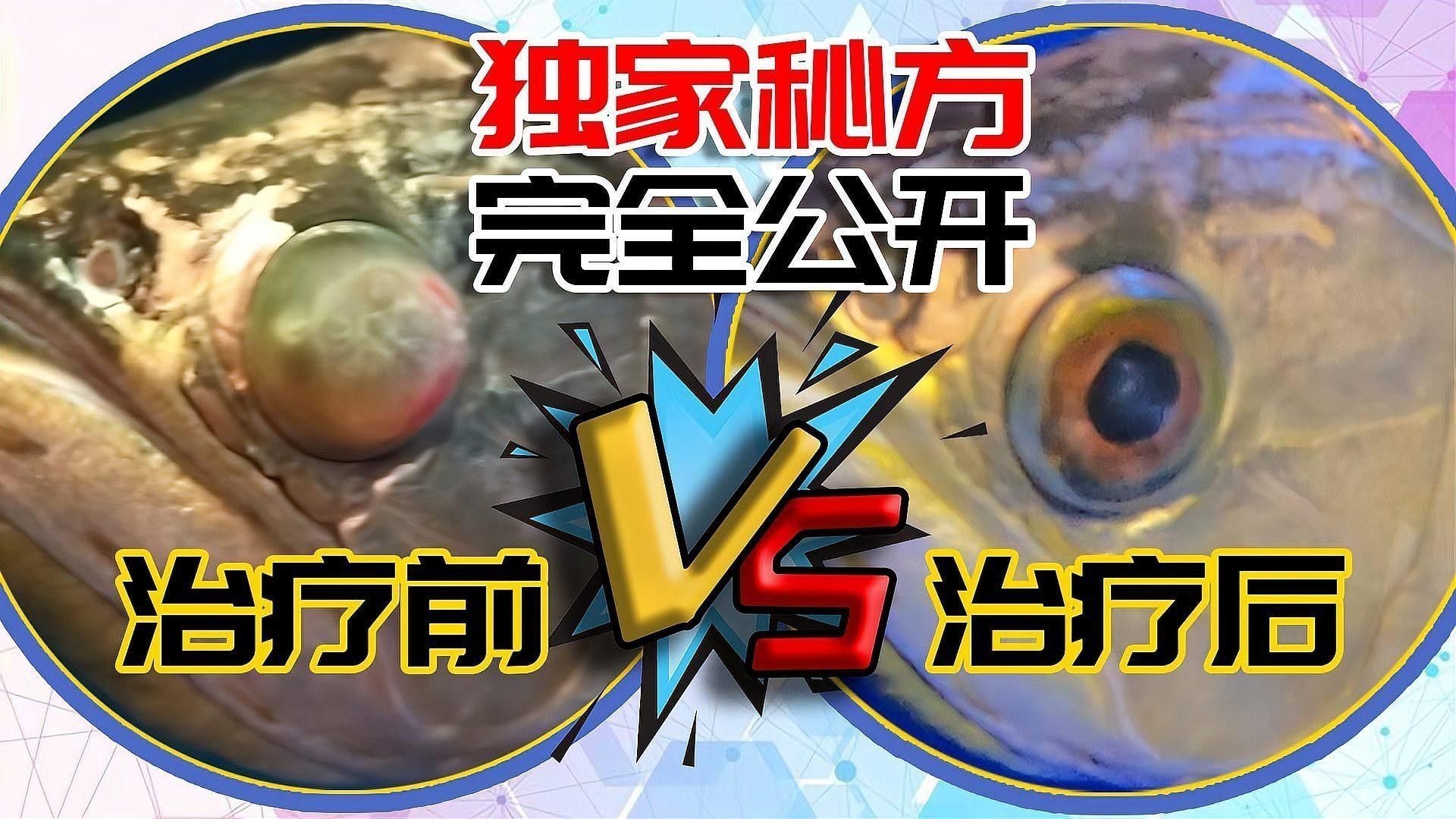 紅龍魚蒙眼病如何治療最有效？