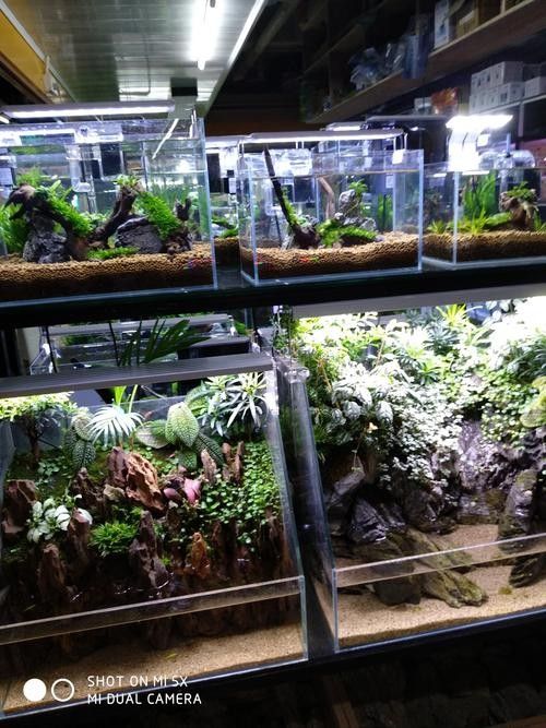 河曲開水族店怎么樣？加盟祥龍魚場賣龍魚市場怎樣？