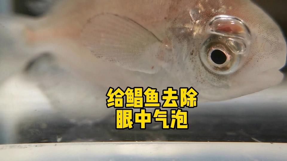 紅龍魚眼睛顏色變化是正常嗎？