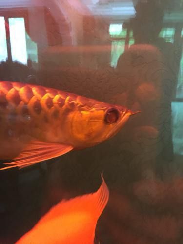 紅龍魚眼睛顏色變化是正常嗎？