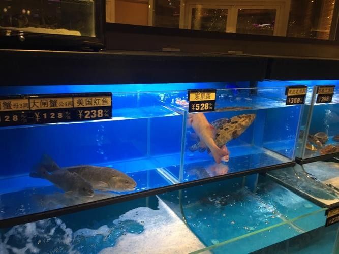 靜安開水族店怎么樣？加盟祥龍魚場賣龍魚市場怎樣？