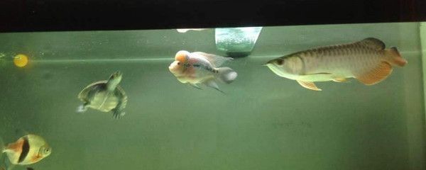 羅漢魚與金龍魚如何混養？：羅漢魚與金龍魚混養的注意事項
