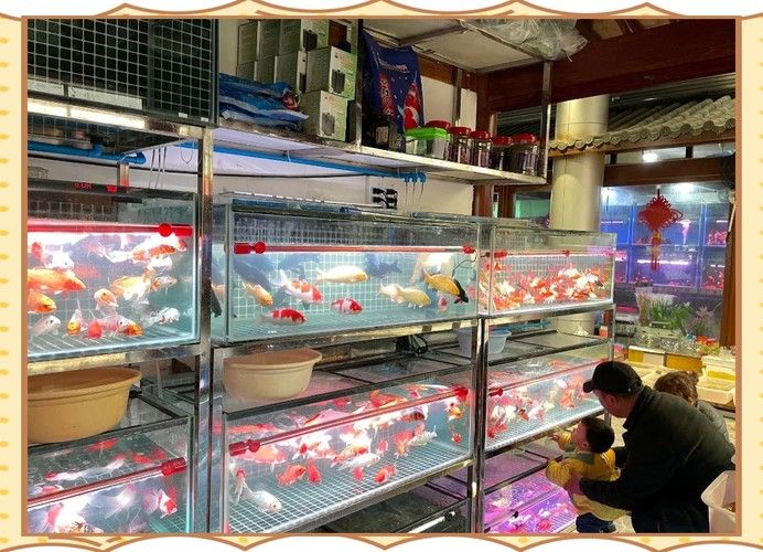 花都開水族店怎么樣？加盟祥龍魚場賣龍魚市場怎樣？