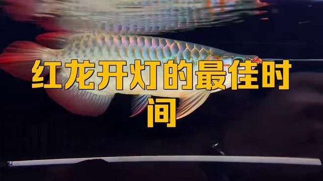 紅龍魚缸的燈光多久換一次？
