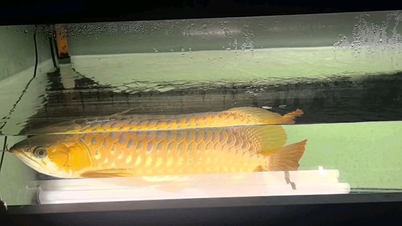 紅龍魚缸的燈光多久換一次？