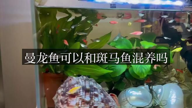 曼龍魚和斑馬魚混養好嗎