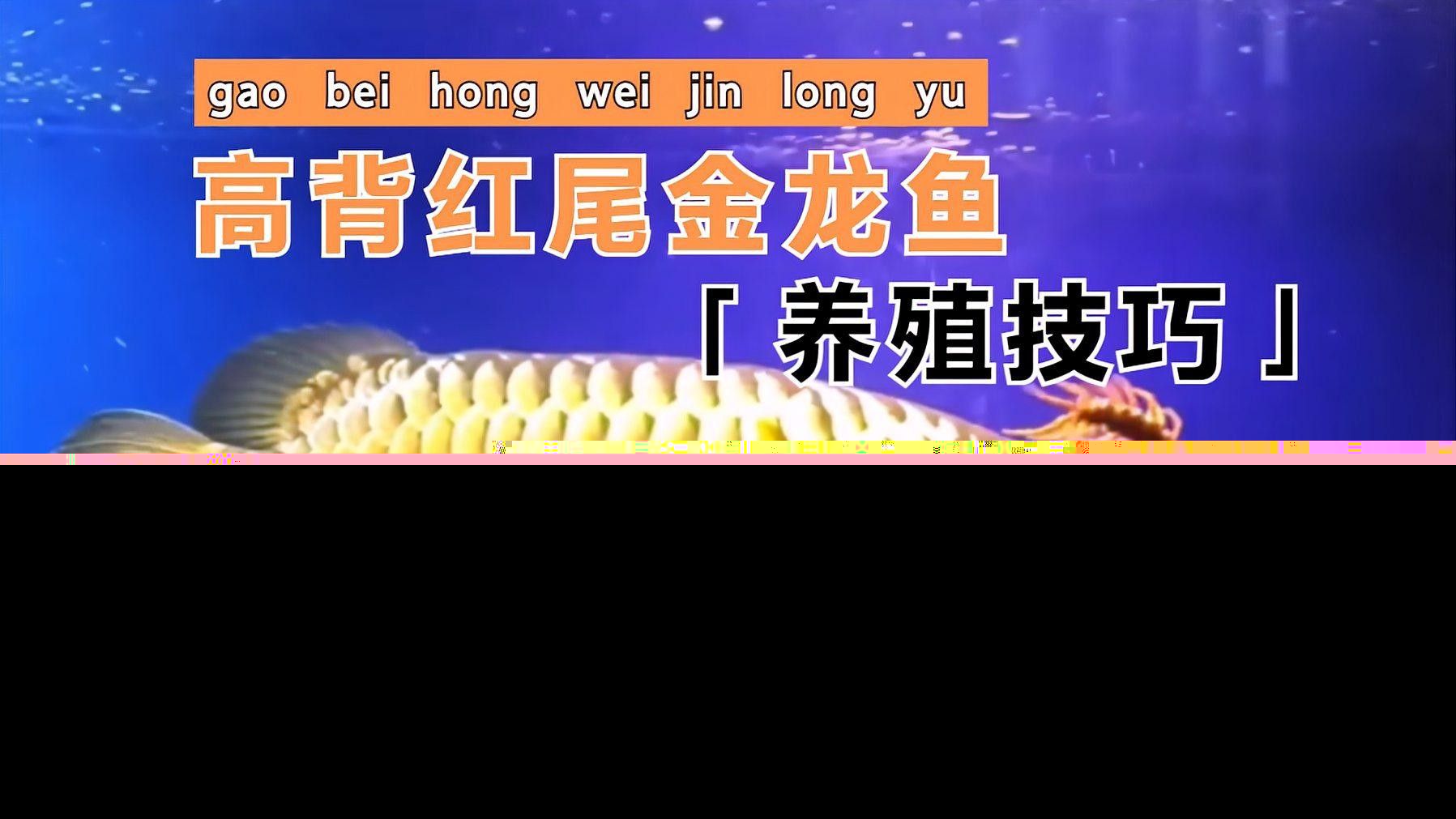 高背金龍爬背期間需要特別注意什么？