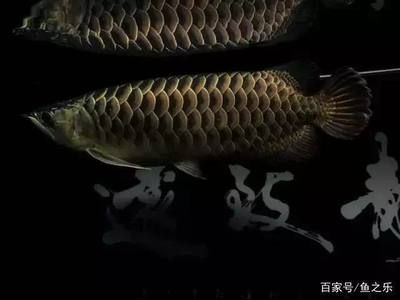 孔雀龍魚混養好嗎（如何降低孔雀龍魚攻擊性，適合與孔雀龍魚混養的魚種）
