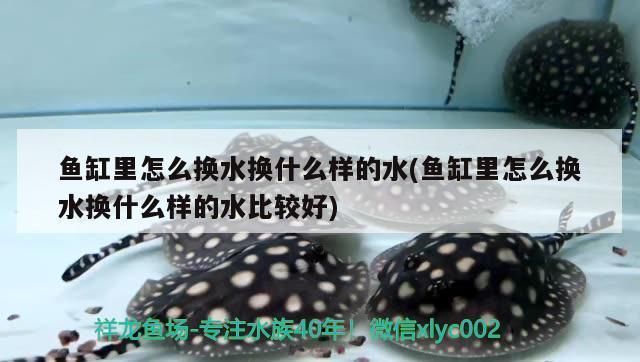 紅龍魚(yú)燈光使用方法圖解（紅龍魚(yú)燈光使用方法）