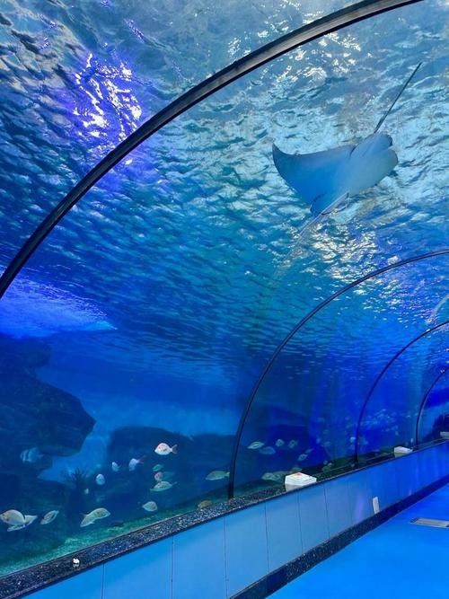 濟南開水族店怎么樣？加盟祥龍魚場賣龍魚市場怎樣？