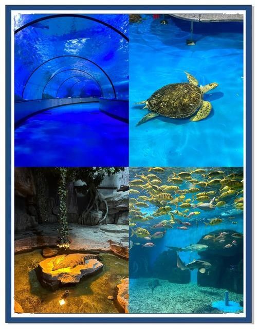 濟南開水族店怎么樣？加盟祥龍魚場賣龍魚市場怎樣？