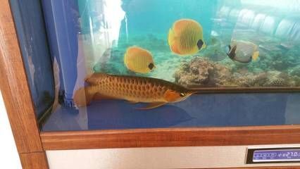 龍魚在角落不游：龍魚在角落不游動可能有多種原因