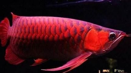 天價(jià)紅龍魚500萬是真的嗎還是假的：天價(jià)紅龍魚500萬是真的嗎，真實(shí)的信息是真實(shí)的