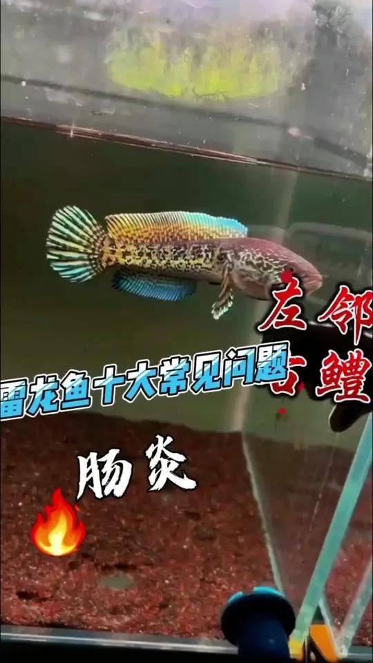 雷龍魚腸炎的早期癥狀有哪些？