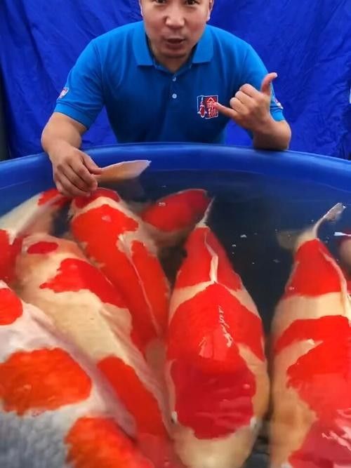 措美開水族店怎么樣？加盟祥龍魚場賣龍魚市場怎樣？