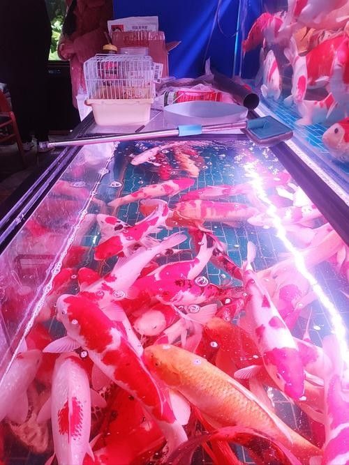 措美開水族店怎么樣？加盟祥龍魚場賣龍魚市場怎樣？