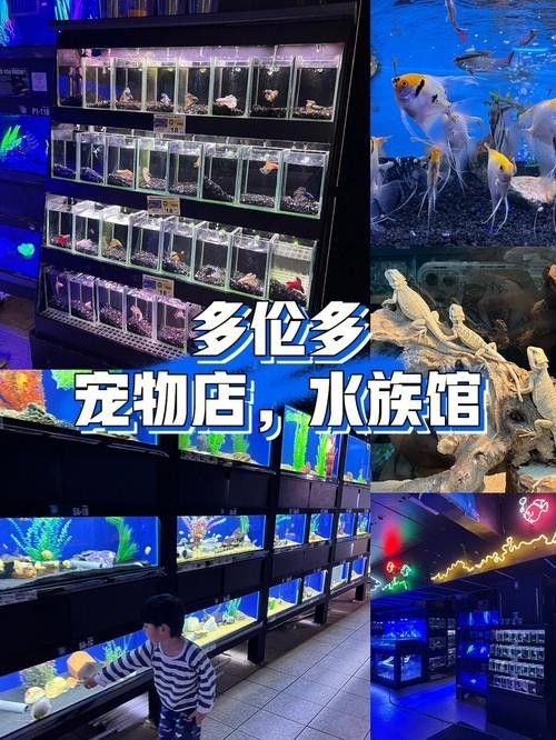 多倫開水族店怎么樣？加盟祥龍魚場賣龍魚市場怎樣？