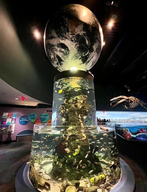 多倫開水族店怎么樣？加盟祥龍魚場賣龍魚市場怎樣？