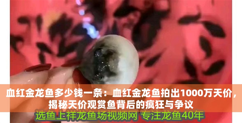 血紅金龍魚多少錢一條：血紅金龍魚拍出1000萬天價，揭秘天價觀賞魚背后的瘋狂與爭議
