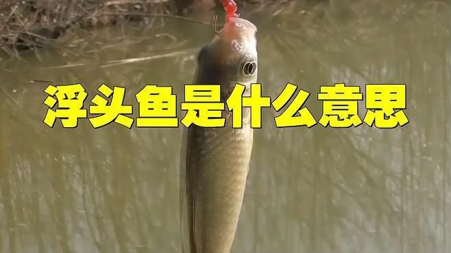 如何區(qū)分魚暗浮頭與真缺氧浮頭？