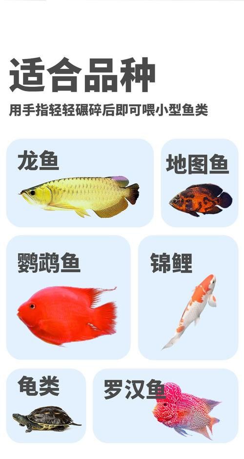 有哪些品牌合成飼料適合龍魚？