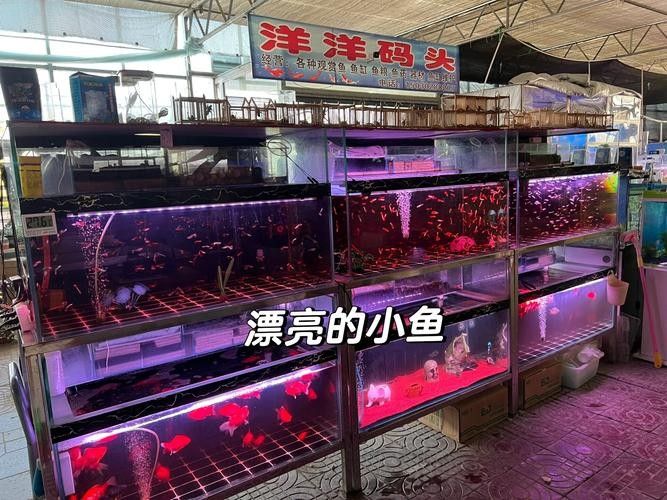 保定開水族店怎么樣？加盟祥龍魚場賣龍魚市場怎樣？
