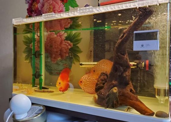紅龍魚(yú)圖片高清手機(jī)壁紙可愛(ài)動(dòng)漫（紅龍魚(yú)圖片高清手機(jī)壁紙可愛(ài)動(dòng)漫版）