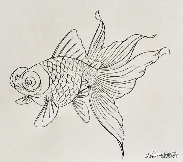 彩色鉛筆畫金龍魚的畫法步驟:彩色鉛筆畫金龍魚的畫法步驟：國畫金龍魚的畫法步驟 彩色鉛筆畫金龍魚的畫法步驟:彩色鉛筆畫金龍魚的畫法步驟：國畫金龍魚的畫法步驟 龍魚百科 第2張