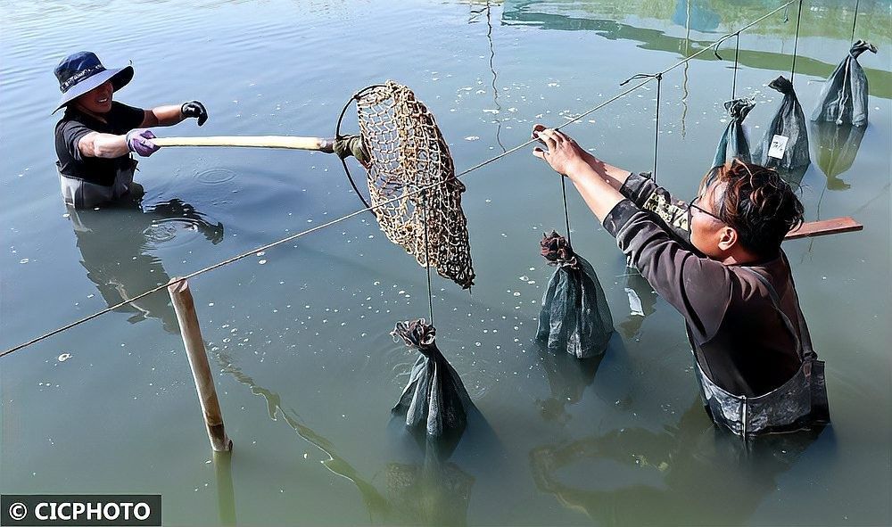 臨澤開水族店怎么樣？加盟祥龍魚場賣龍魚市場怎樣？