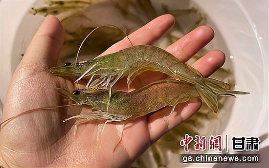 臨澤開水族店怎么樣？加盟祥龍魚場賣龍魚市場怎樣？