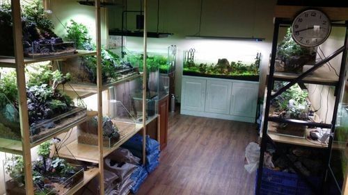 漣水開水族店怎么樣？加盟祥龍魚場賣龍魚市場怎樣？