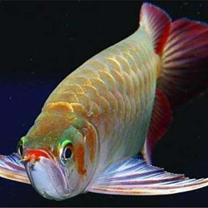 龍魚熱帶魚嗎